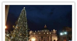 Доля різдвяної ялинки з України, подарованої Папі Венедиктові ХVІ