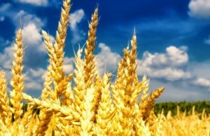 Послання Синоду Єпископів КГВА УГКЦ з нагоди сторіччя відновлення української державності